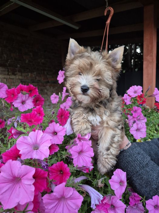 Yorkshire terrier