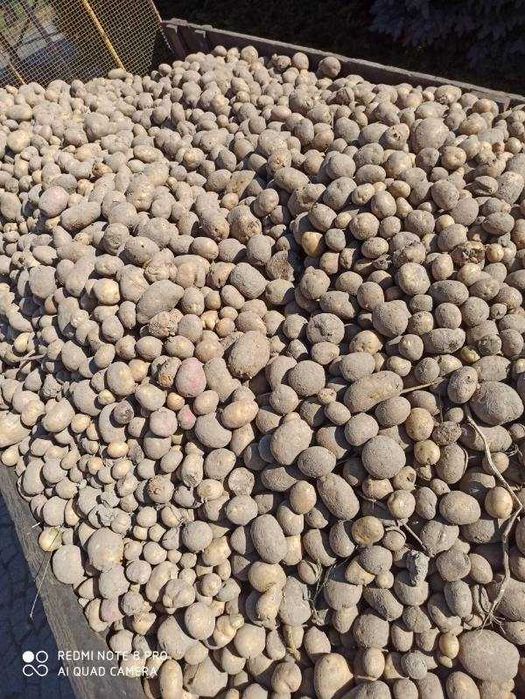 Promocia  sprzedam ziemniaki