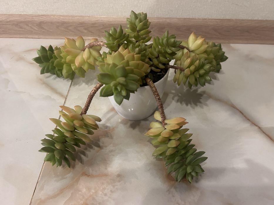 Сукуленти седум