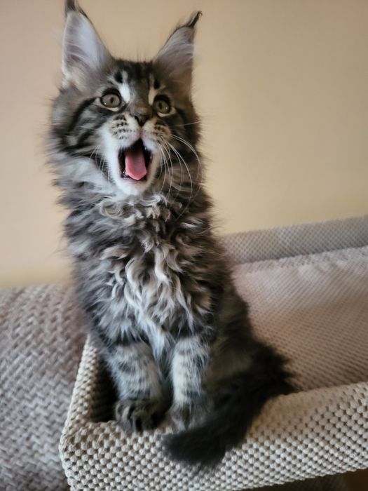 Kocurek klasycznie pręgowany rasy Maine Coon