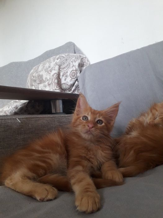 Кото Акція 3 хлопчика