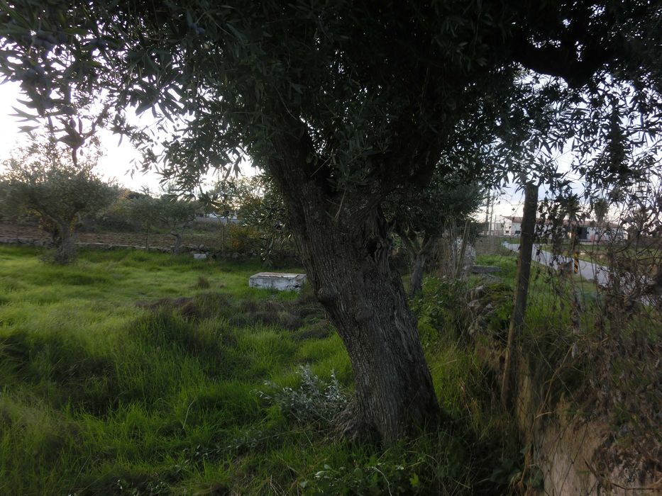 VENDO   OLIVAL  EM  SANTA  EULALIA  ELVAS  ALENTEJO  189 Oliveiras  Centenarias  1 , 175 ha de terreno