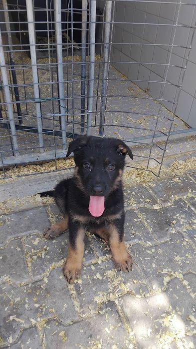 Cachorro   pastor alemão