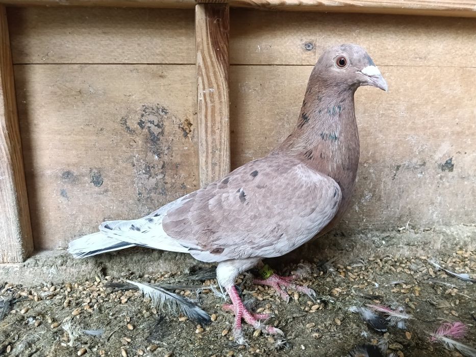 Gołębie pocztowe Almond