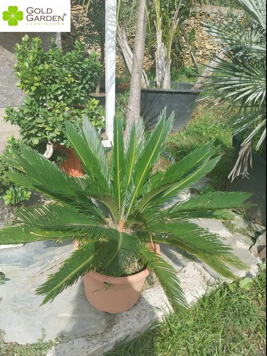 Syccas de vários tamanhos!!