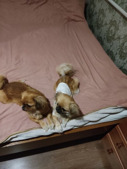 Продам цуценят пекінеса