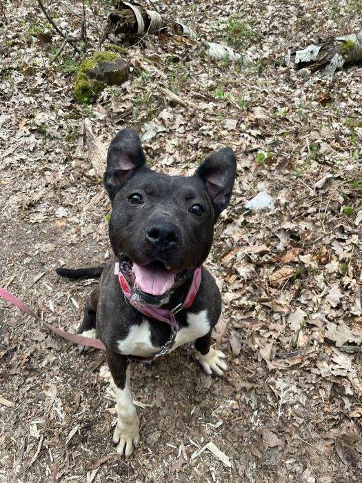 Do adopcji - Ru.bi - PŁB