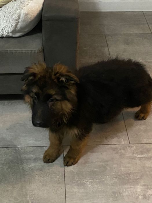 Owczarek niemiecki długowłosy pies