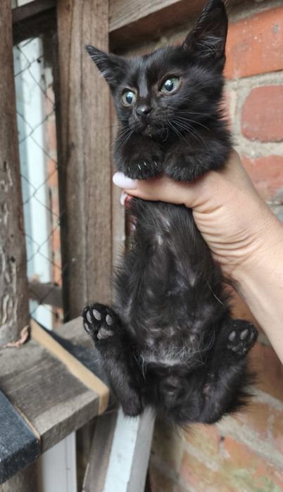 Кошенятко хлопчик
