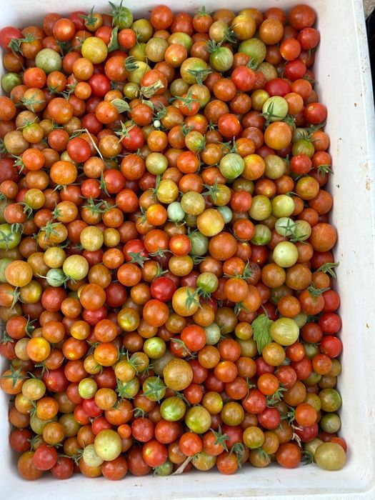 Bio Organic cherry Tomato by Naturally