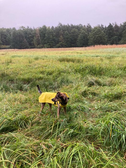 Piękny i mądry Bruno potrzebuje nowego domu Przebywa w Tychach (śląsk)