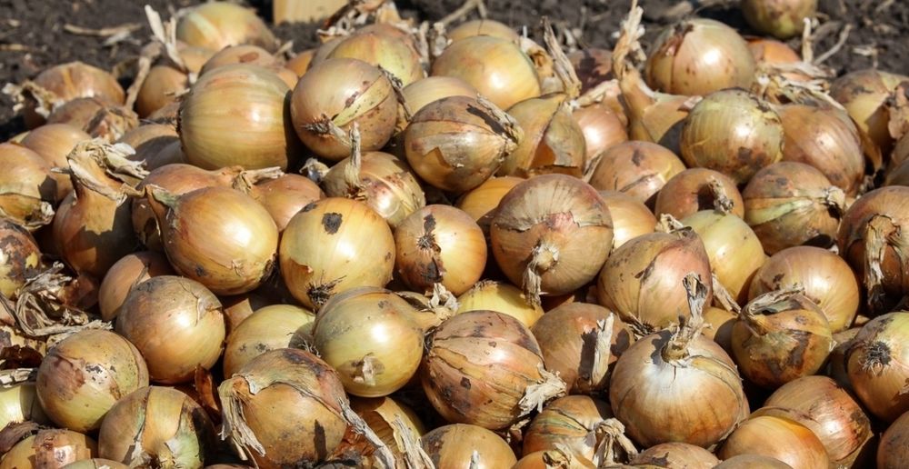 Cebula młoda wiosenna