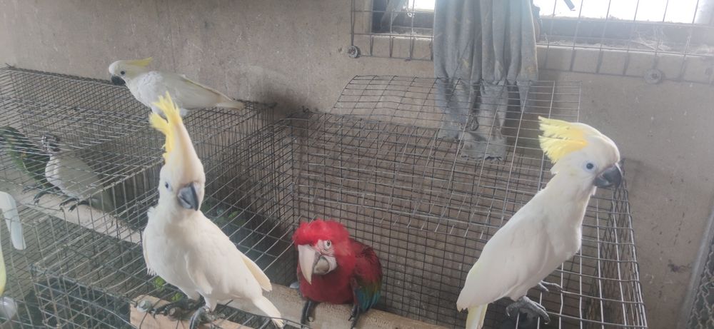 Cacatuas shulphurea sulfúrea 2023  independentes muito meiguin