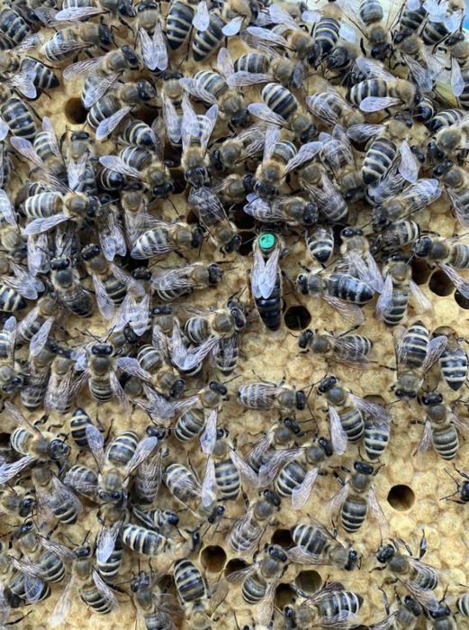 Карніка лінії Скленар 2026р.Бджоломатки.Матки Карніка. Матка