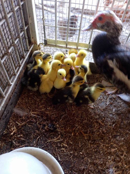 Animais de quinta