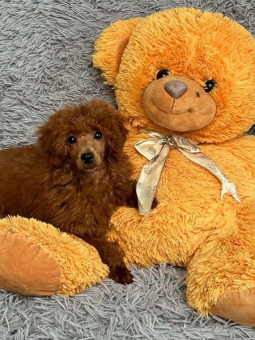 Suczka toy górna granica pudel  5 miesięcy