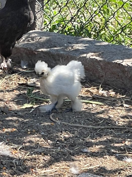 Galinhas sedosas criadas na quinta