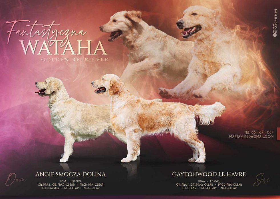 Golden Retriver ZKwP, FCI kremowy piesek