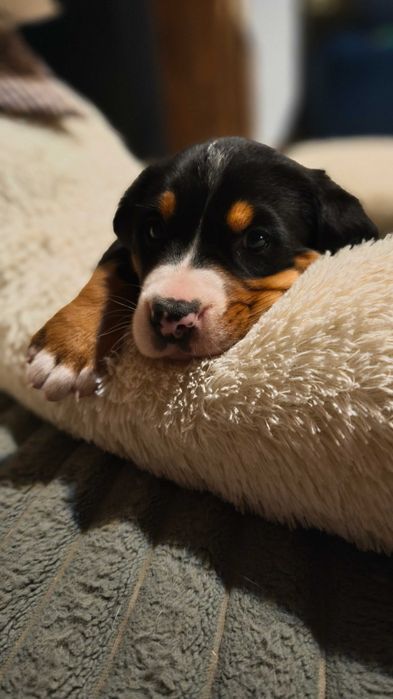 Duży Szwajcarski Pies Pasterski