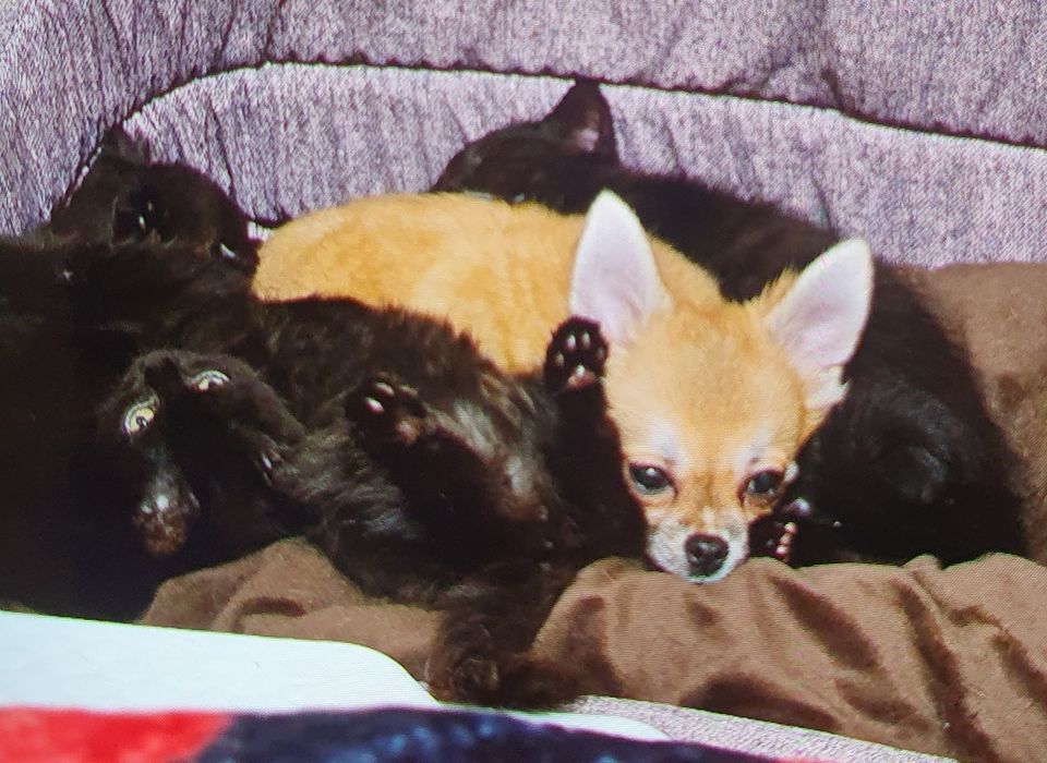 Продам мини длиношерстная девочка