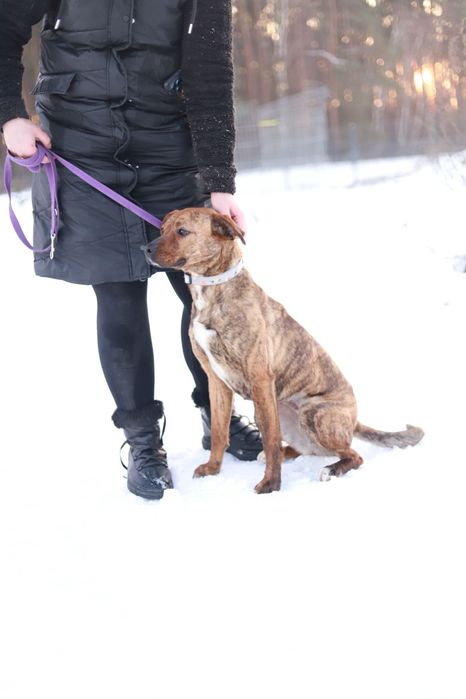 Kochana sunia w typie rasy o wyjątkowym umaszczeniu czeka na adopcję