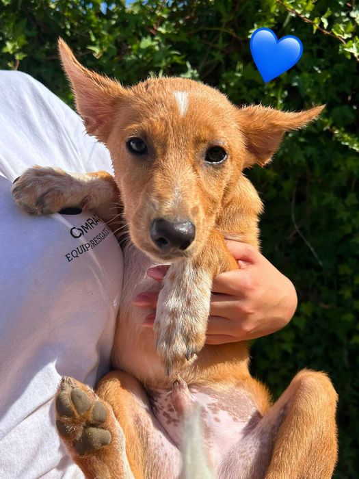Cães bebés para adoção responsável