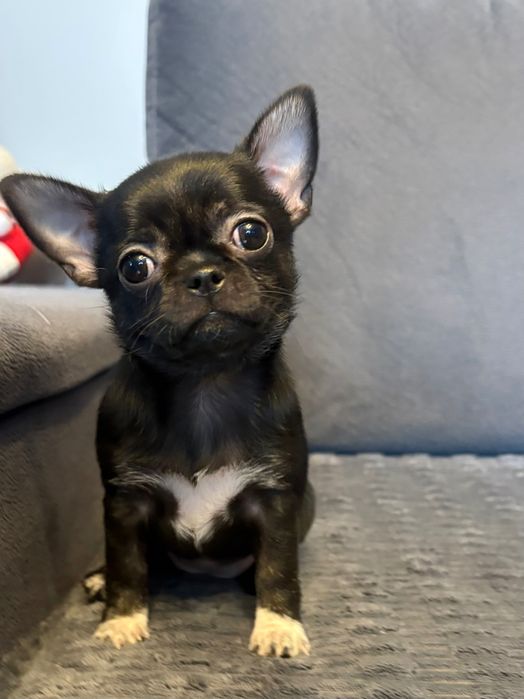 Chihuahua Sunia Czarna