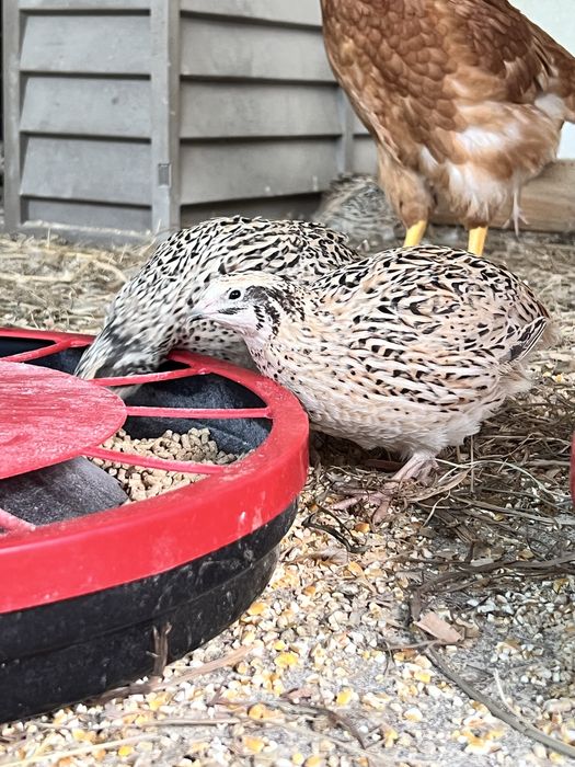 Ovos codorniz gigante galados e para consumo