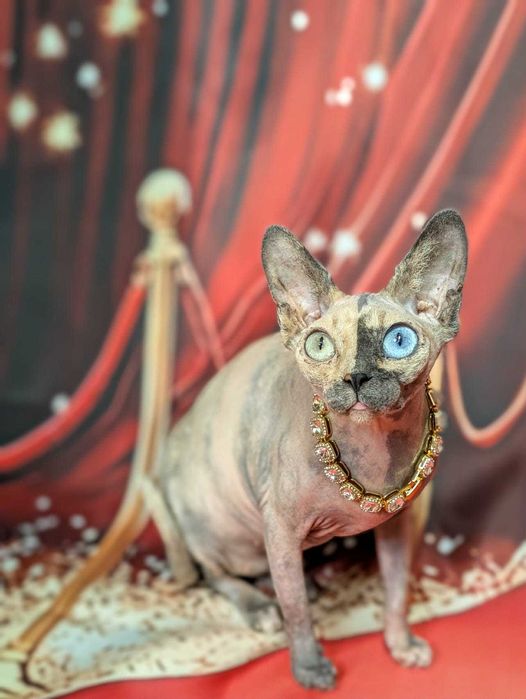 Unikatowa piękność. Jedyna taka na świecie różnooka chimera.