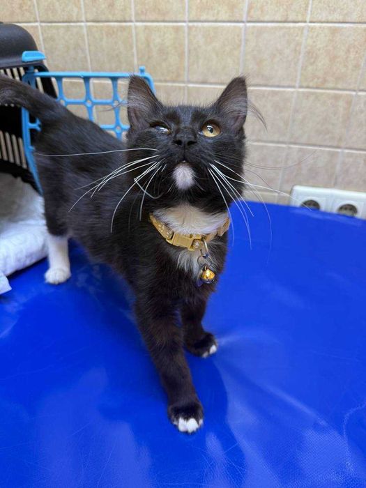 Кошечка черная белая кот котик котята девочка 5 месяцев ищет семью бесплатно харьков