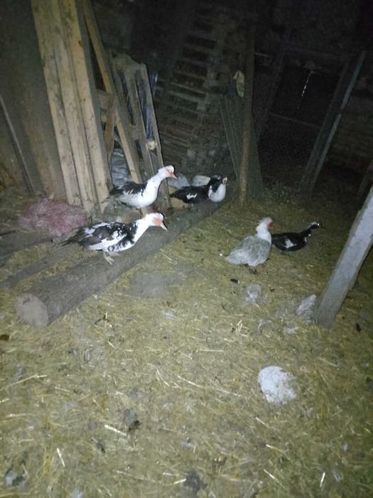 Sprzedam kaczki młode i starsze