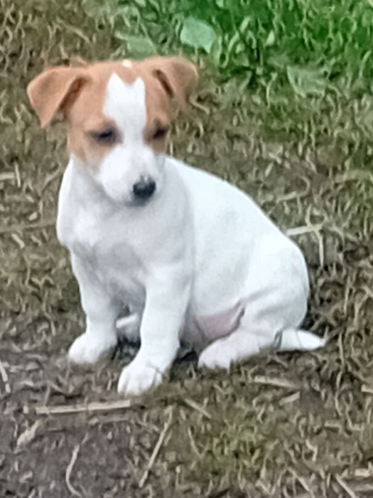 Jack russell terrier