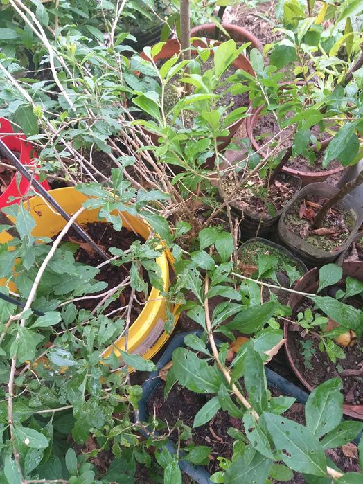 Gogi (Lycium Barbarum/Lycium Chinense)