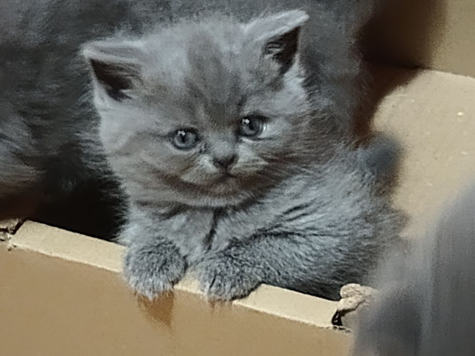 Zarezerwowane !Kocurek brytyjski niebieski do rezerwacji