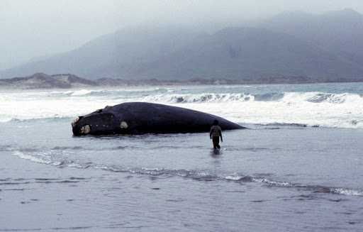 A DOMADORA DE BALEIAS Edição Especial (Niki Caro) Keisha Castle-Hughes