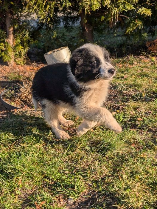 Piesek border collie