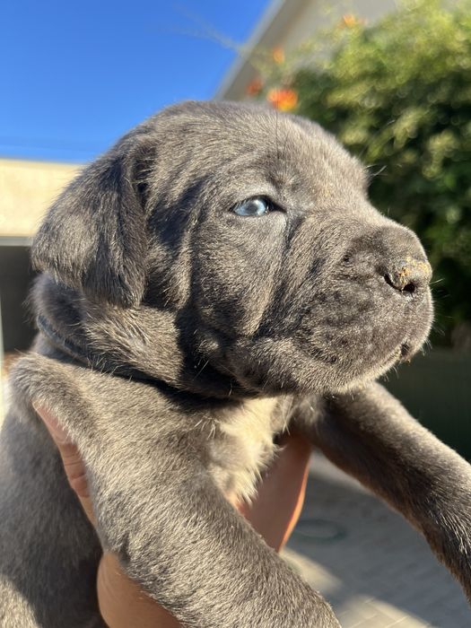 Cane Corso Italiano