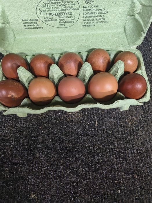 Jajka lęgowe mix marans,araukana,australorp