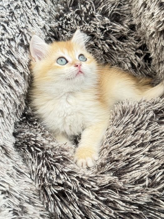 British shorthair  macho
