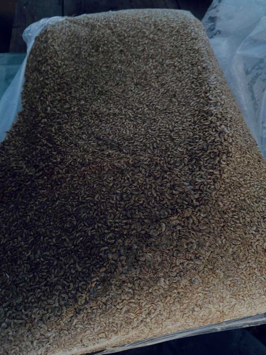 Мороженный Гаммарус