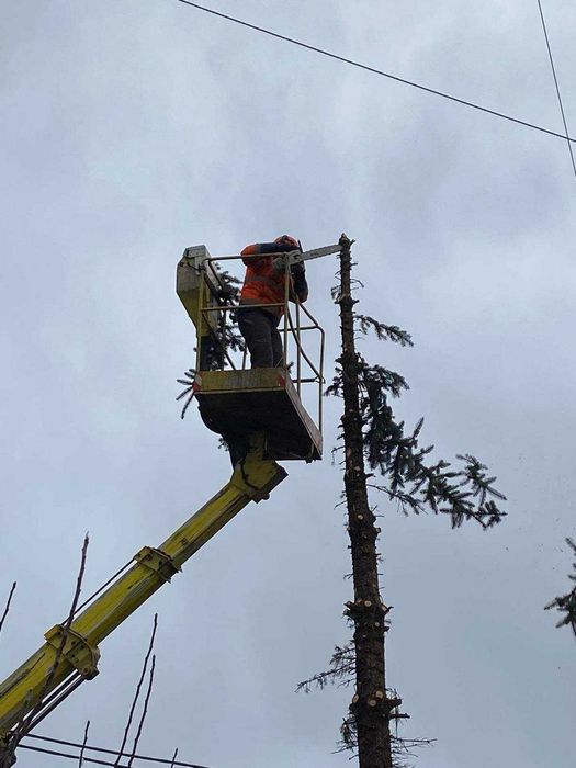 Wycinanie, skracanie drzew, rozdrabnianie gałęzi, frezowanie pni.