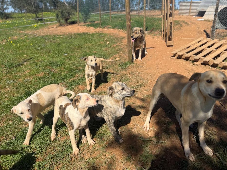 Cachorros /Caes pra doar