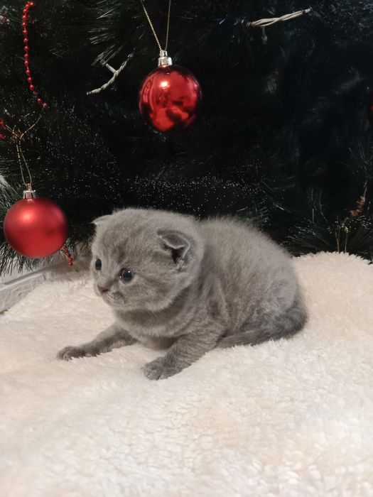 Бронювання шотланських котиків