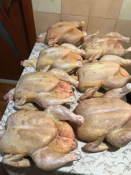 Бройлер домашній