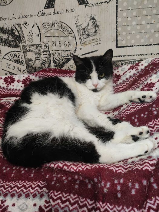 Кошенята котята (кошеня) до серця