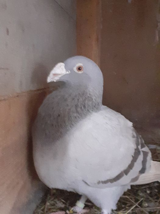 Sprzedam gołębie fajfry wiodyny inne