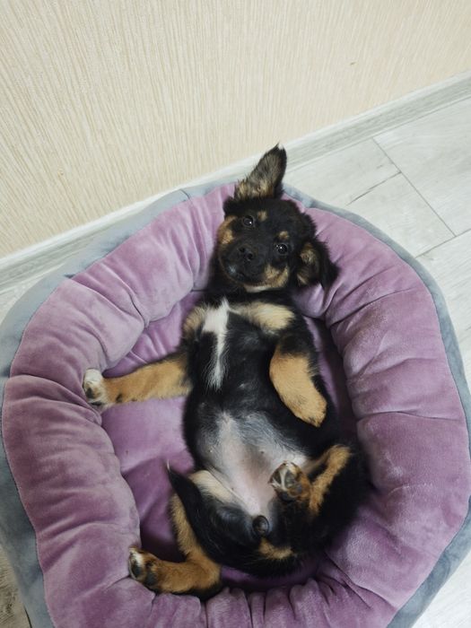 цуцик щенок собака