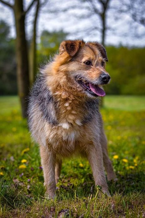 Czy ktoś się zakocha w tym cudownym psiaku?