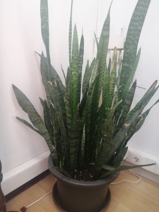 Planta Espada São Jorge