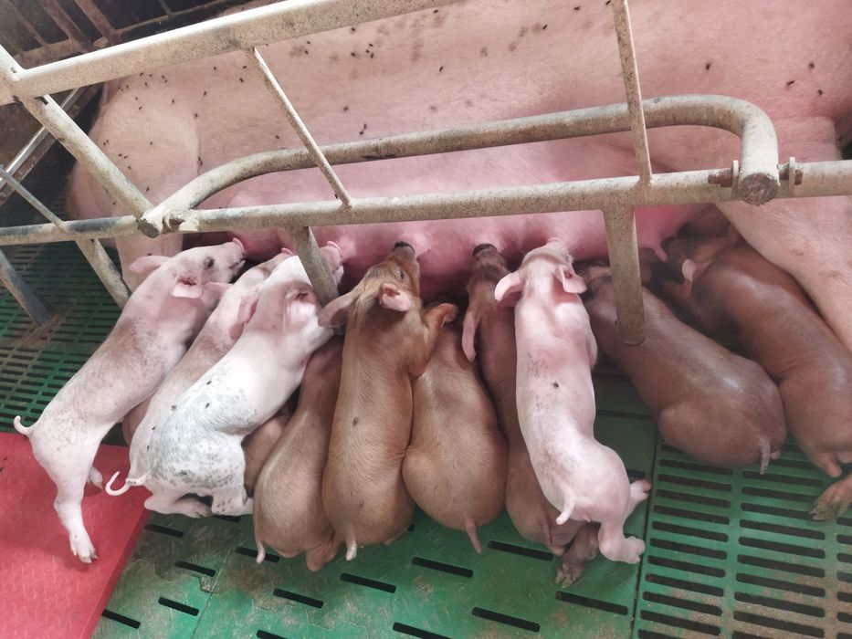 Запліднені свиноматки